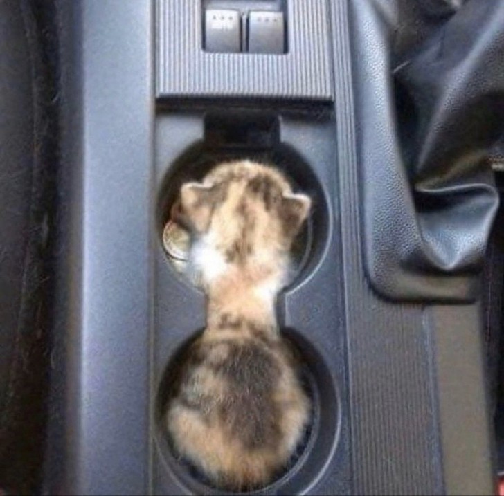 Eine Katze ist zu allem fähig, sogar dazu, perfekt in die Ablage eines Autos zu gelangen!