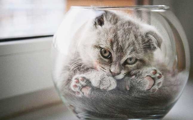 Il gatto nella coppa...quando ci sta comodo!