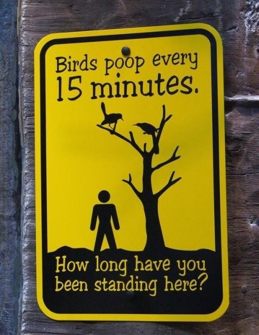 8. "Vögel kacken alle 15 Minuten... wie lange stehen Sie schon da?"