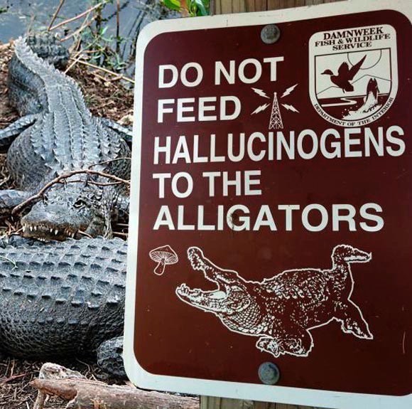 9. "Bitte verfüttern Sie keine Halluzinogene an Alligatoren!" (könnte ein Problem sein!)