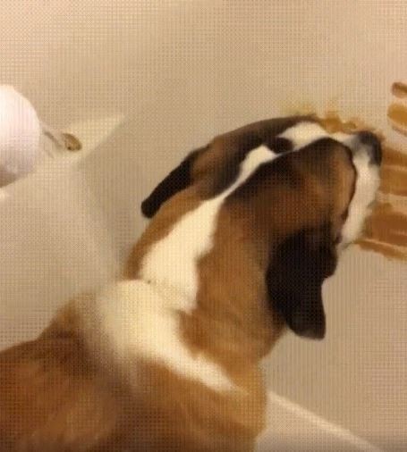 13. Se il cane proprio non vuole saperne di stare tranquillo quando bisogna fargli la doccia: un po' di dolce da leccare sul muro e rimarrà lì!