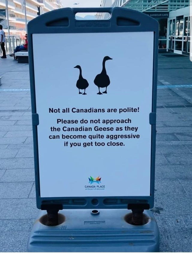 8. Attention ! Tous les Canadiens ne sont pas polis et gentils ! Ne vous approchez pas trop des oies canadiennes, car elles peuvent être très agressives