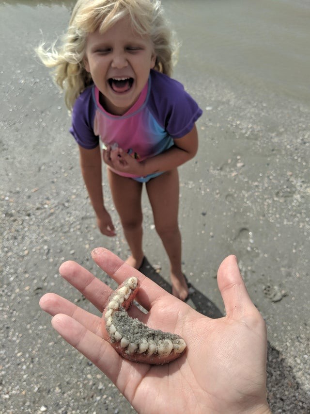 Mia figlia stava cercando sulla spiaggia i "denti di squalo", quando alla fine tutta eccitata mi ha portato questa dentiera...