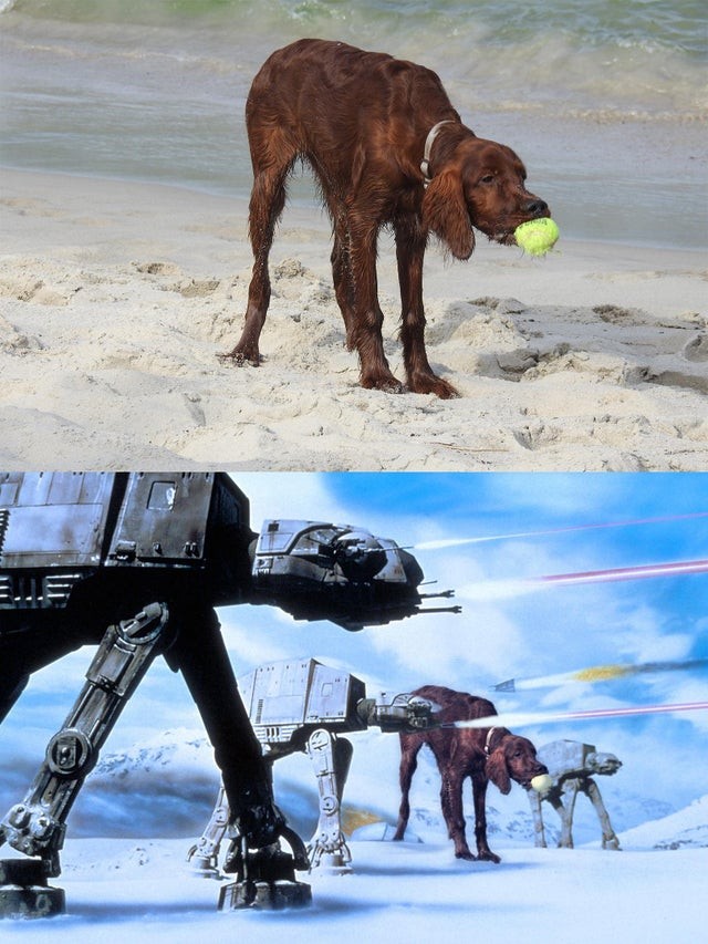 Il mio cane in spiaggia sembra uscito da una scena in Guerre Stellari: la somiglianza è impressionante!