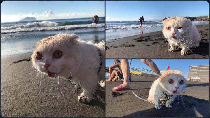 Premier et dernier jour sur la plage pour ce pauvre chaton !