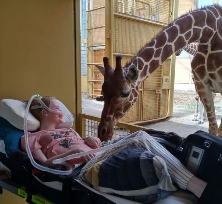 Une girafe dit adieu au gardien du zoo, un dernier moment émouvant