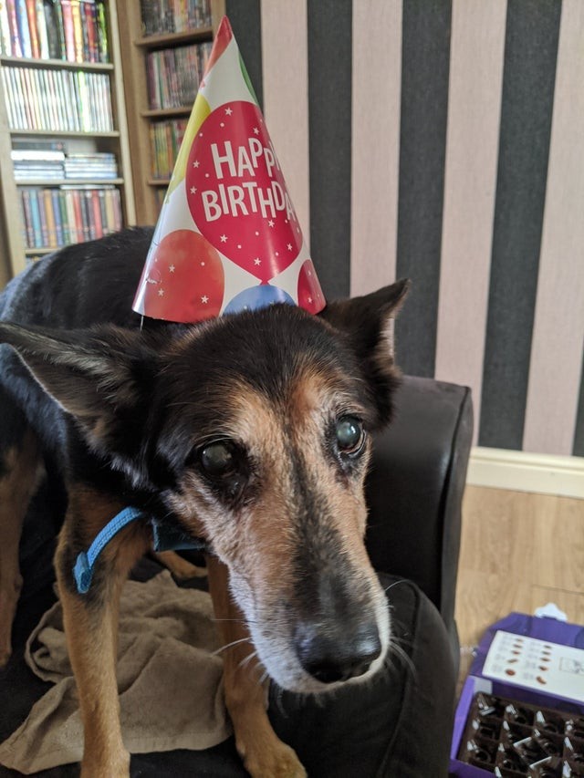 Mon chien Cain vient d'avoir 20 ans. Joyeux anniversaire, mon toutou !