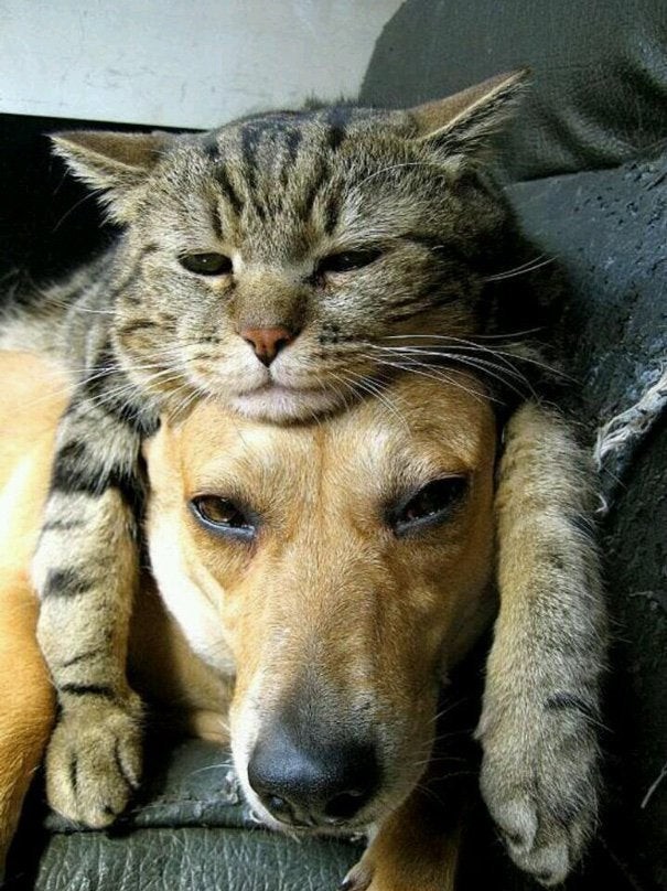 Le chat est le chapeau du chien... plus ou moins !