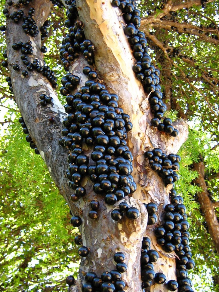 Lo jabuticaba è un albero esotico anche detto albero dell'uva.