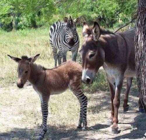Un incrocio tra un asino e una zebra? Ecco voi un rarissimo esemplare di "zonkey"!