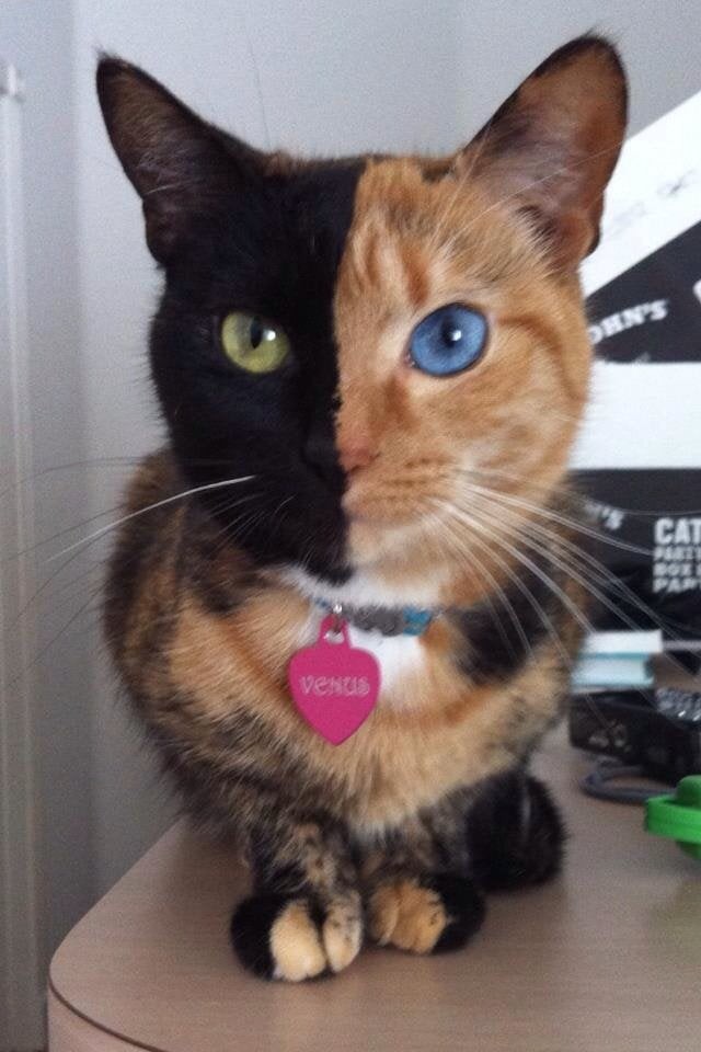 Nous vous présentons Vénus, un chat extraordinaire porteur de chimérisme : la moitié de son museau est d'une couleur, l'autre moitié est d'une autre couleur !
