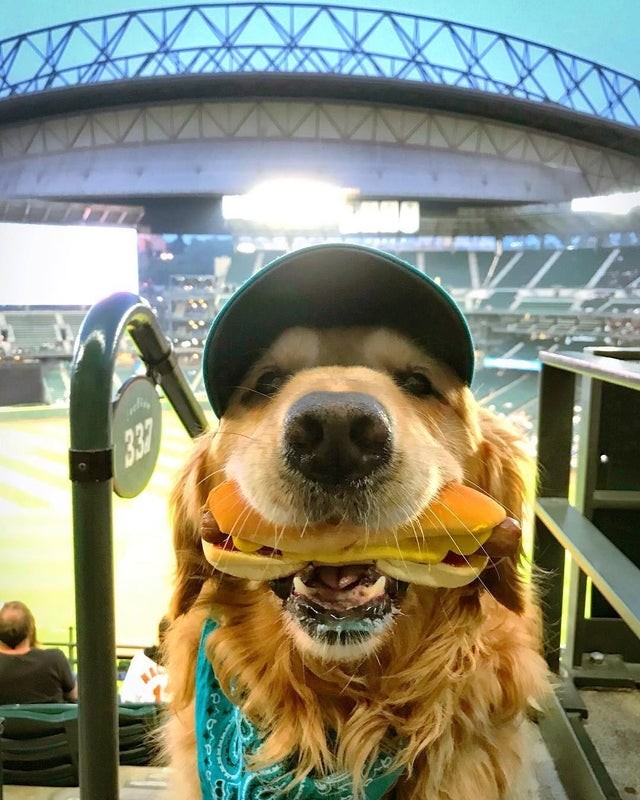 6. Hé, mec, tu veux un hot dog ?