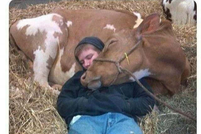 8. Cette vache était malade et le garçon a décidé de lui tenir compagnie pour la nuit.