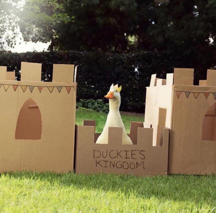 9. Il est tout simplement le roi du jardin, qui vous observe depuis son "château"