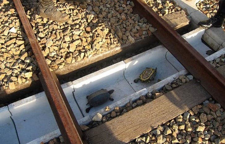 7. Japanische Arbeiter haben eine Route geschaffen, auf der Schildkröten die Gleise sicher überqueren können