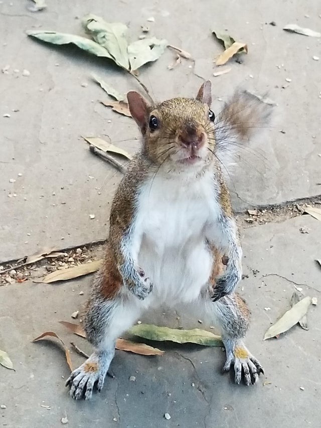 Cet écureuil voulait absolument se battre contre moi !