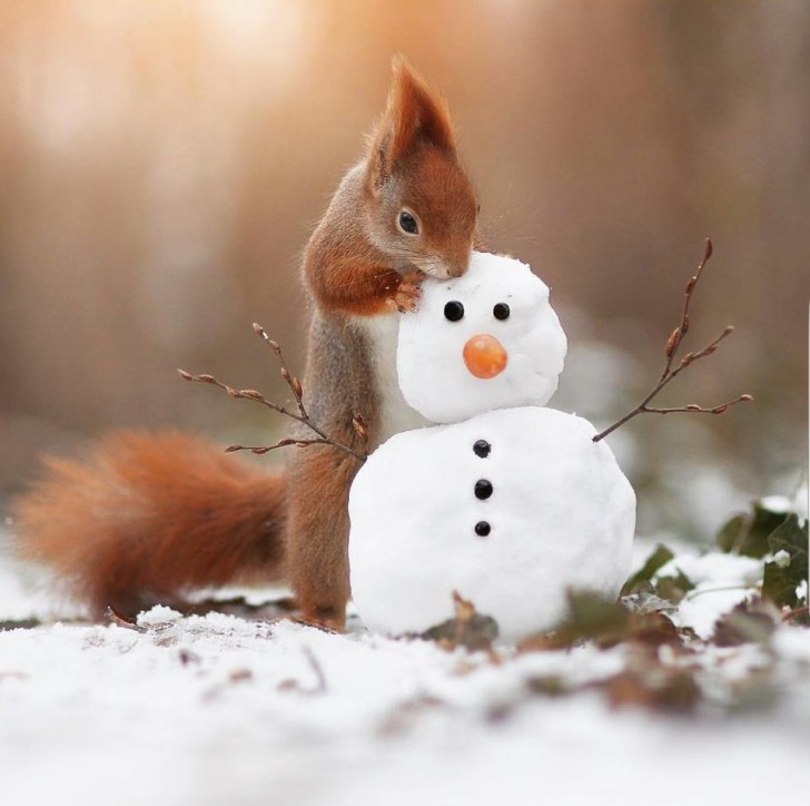 Même les écureuils adorent faire des bonshommes de neige !