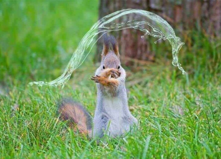 Un écureuil "magicien" faisant un sort... avec de l'eau !