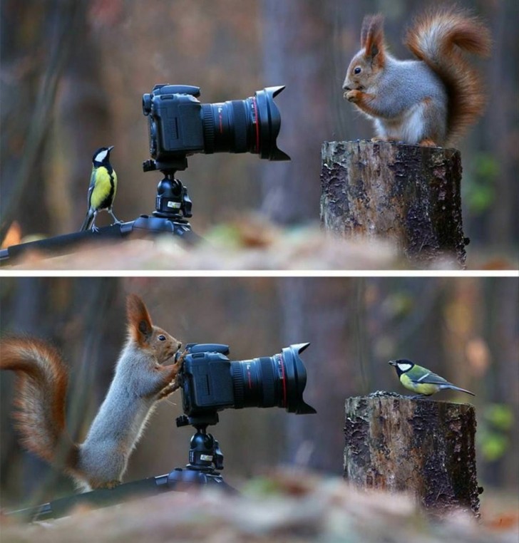 Guardate che teneri: un uccellino e un simpatico scoiattolo che giocano con una videocamera!