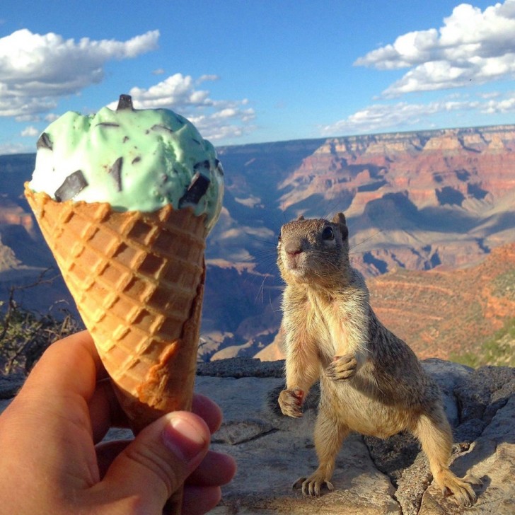 Uno scoiattolo che ammira con reverenza un gustoso gelato!