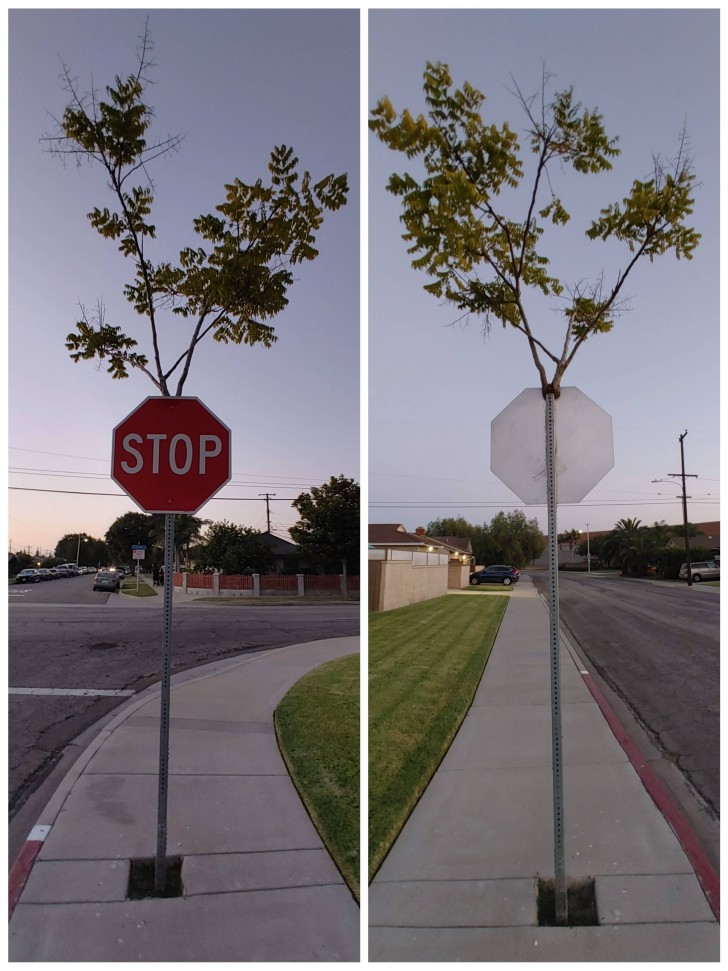 12. Segnale di "stop" con... albero? Ebbene sì: quella pianta è cresciuta proprio lì!