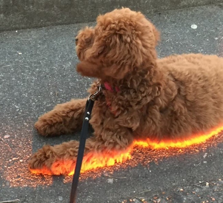 5. Questo cane sembra avere delle "zampe di fuoco": merito di un singolare gioco di luce!