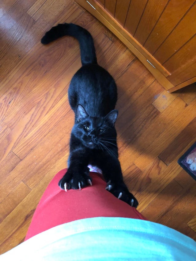 Meine Katze hält mich für ein menschliches Kniepolster ...