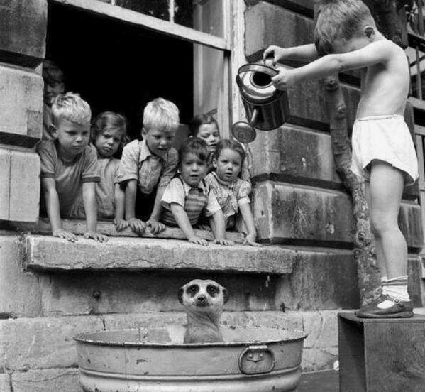 Un gruppo di bambini fa il bagno ad un suricato.