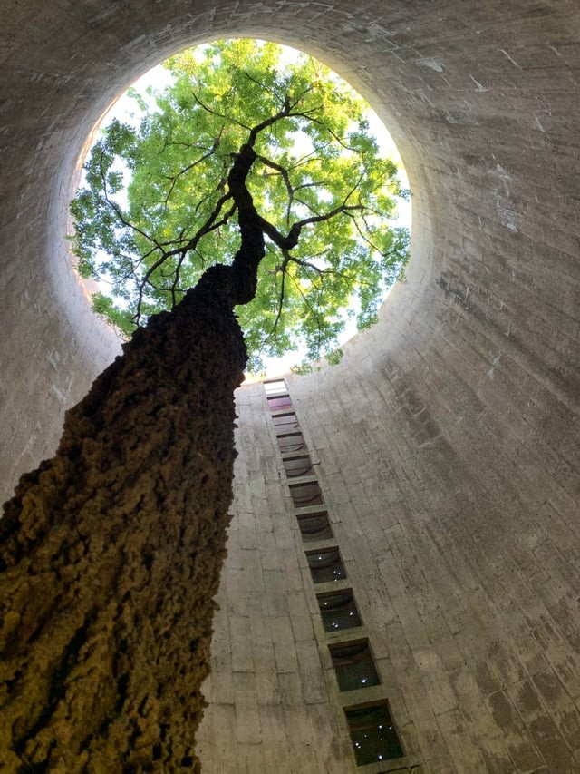12. Un arbre a choisi ce silo abandonné comme domicile... l'effet est étonnant