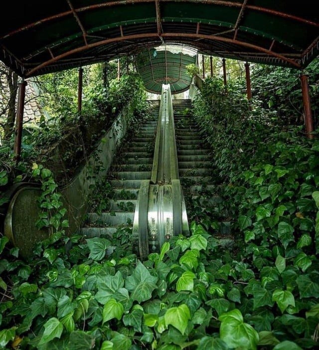 2. Eine Rolltreppe in einem blühenden Efeumantel