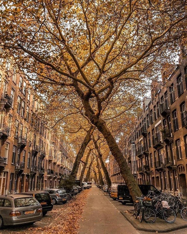 Une avenue bordée d'arbres très particulière... à Amsterdam !