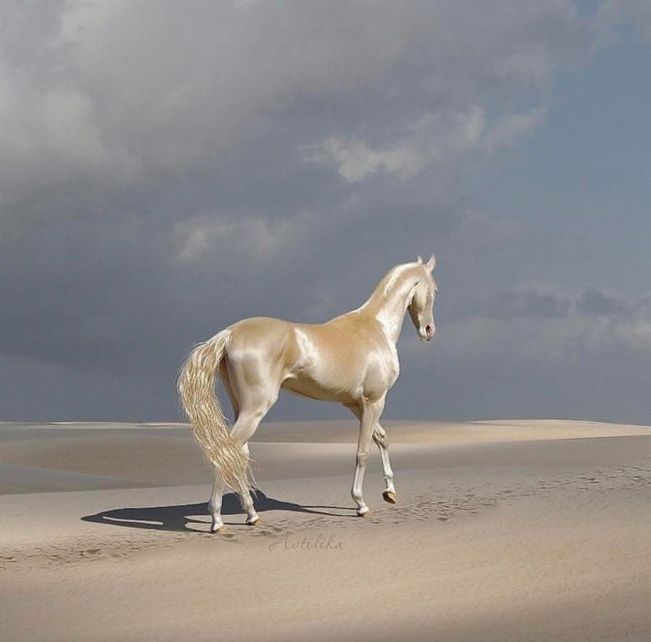 Achal-Teke oder "Goldenes Pferd", bekannt als eine der ältesten Pferderassen der Welt. Es gibt davon 6.600 Exemplare auf der Welt
