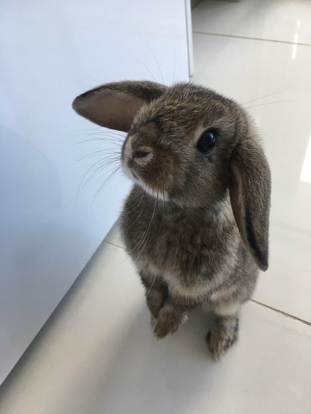 This is my house bunny staring at me with his curious gaze ... how sweet!