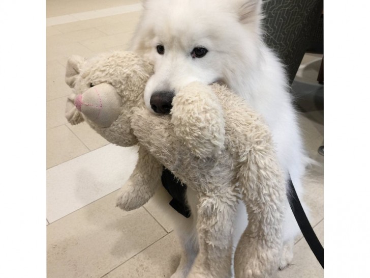 What is sweeter than a big dog and its stuffed rabbit?