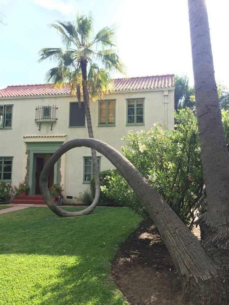 Un albero talmente sinuoso che sembra voler bussare alla porta del vicino!