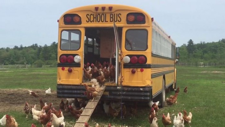 Un vecchio scuolabus adibito a...pollaio!