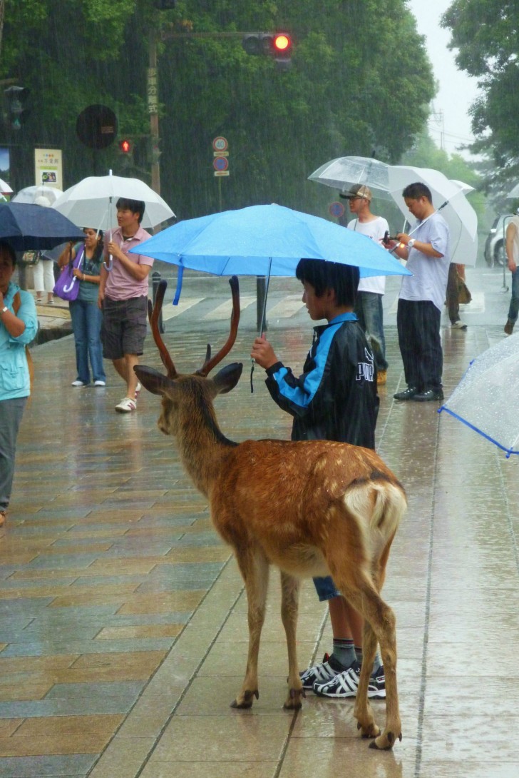 This young boy offers his umbrella to a deer stuck in the rain... and in a crowded city, too. They are an odd couple, but they are definitely cute!