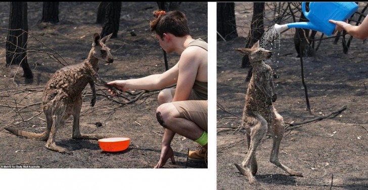 Quand un kangourou demande de l'aide... l'eau arrive !