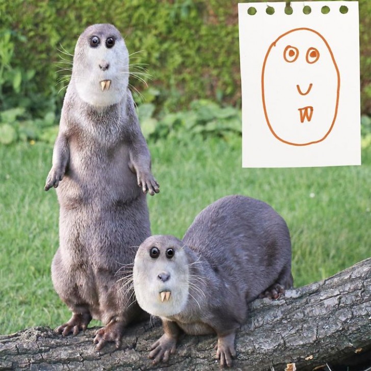 Deux marmottes aux yeux magnétiques !