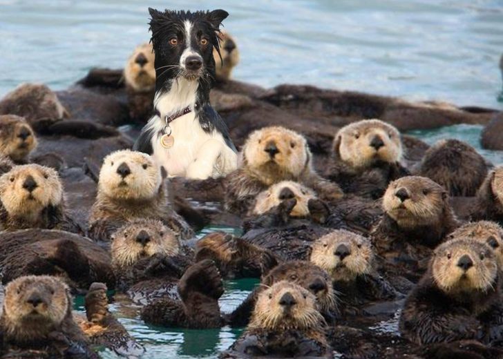 Are we looking at a dog or an otter?