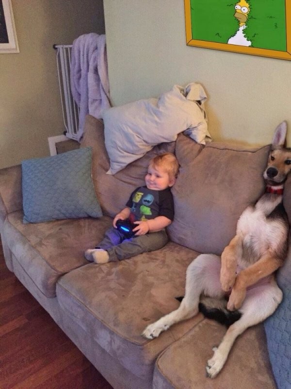 Maximum comfort for this dog who believes himself to be like his little owner!