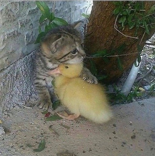 A duckling who thinks of himself as a kitten, or kitten who thinks of himself as a duck?