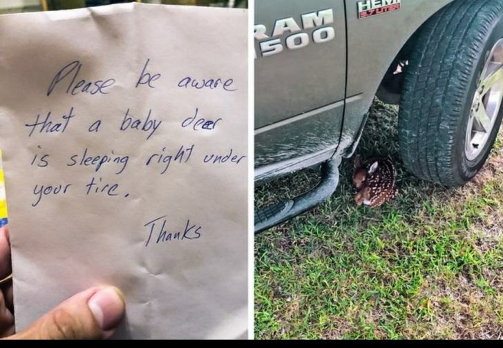 Someone left this note on my car this morning, warning me that there was a baby deer sleeping under one of the tires of my truck!