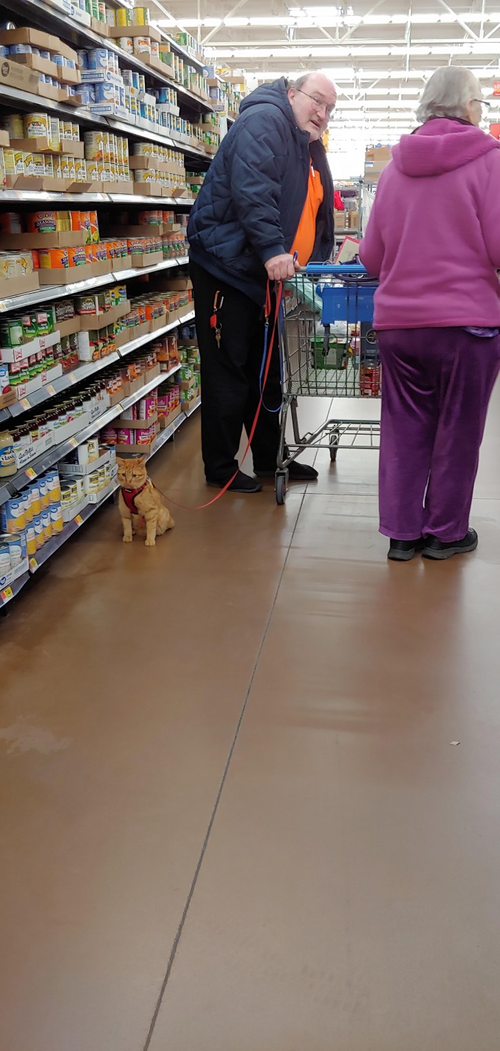 1. Klar: es ist doch normal, dass er eine Katze an der Leine zwischen den Gängen des Supermarktes führt...
