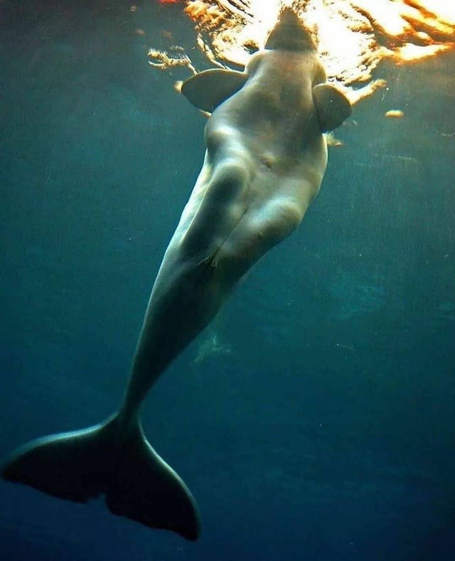 Un beluga immortalato sotto il filo dell'acqua: non sembra anche a voi la silhouette di una sirena mitologica?