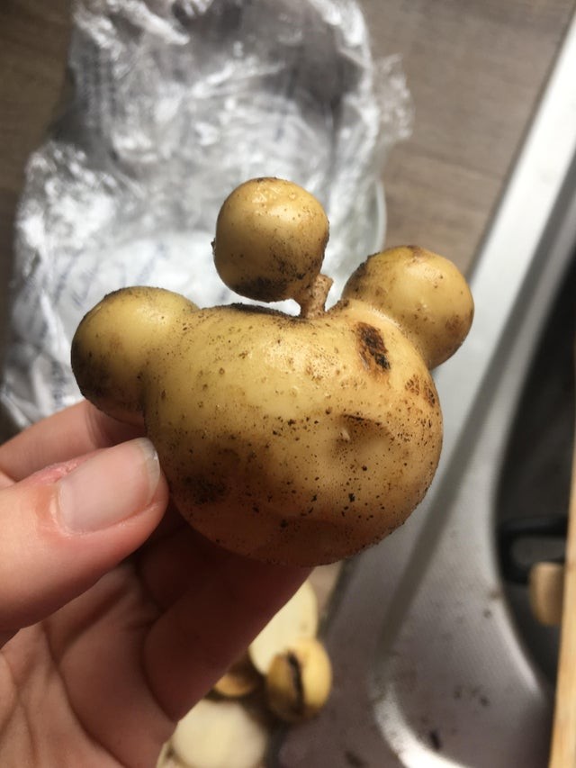 La forma assurda che ha assunto questa patata....da non crederci!