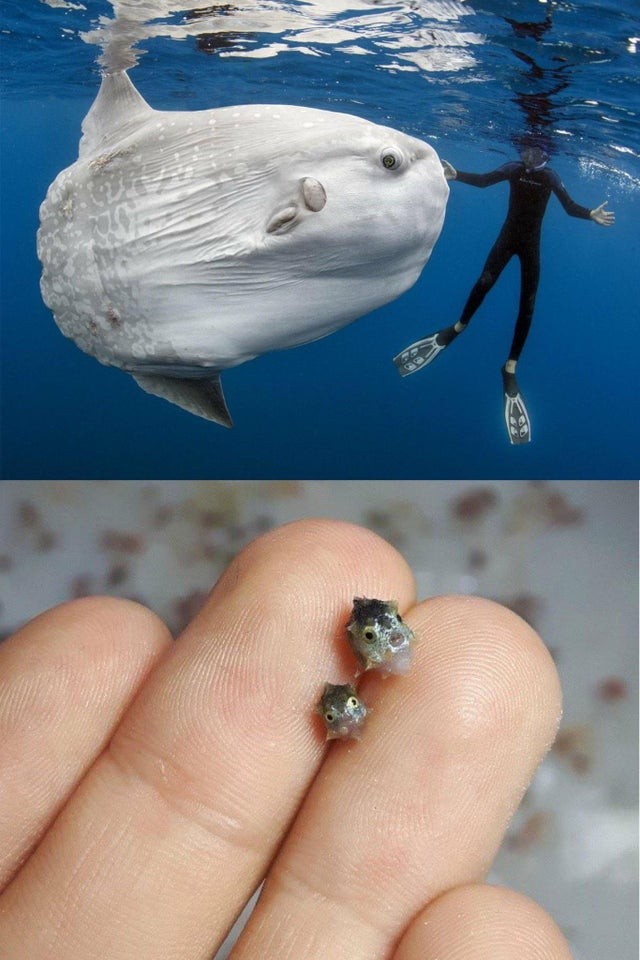 Voilà à quoi ressemble un poisson lune nouveau-né et... adulte, à côté d'un plongeur !