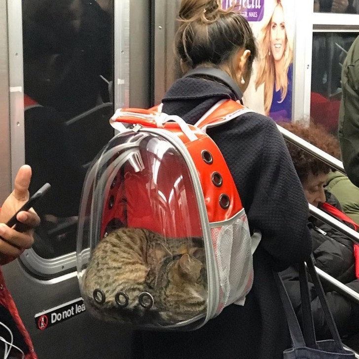 Ein ultra-technologischer Rucksack, mit dem Sie Ihre Hauskatze sicher und geschützt transportieren können