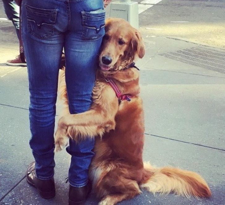 This golden retriever is hugging every New Yorker that he passes... to him, they all could use some TLC