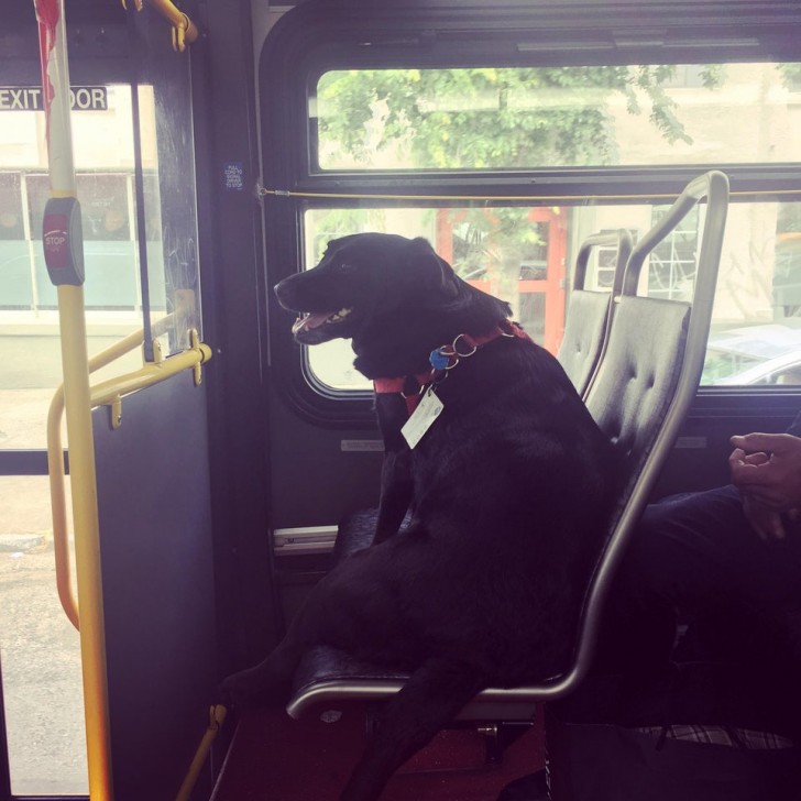 His name is Eclipse and every morning he takes the bus to his doggy day care center... he even has a bus pass!